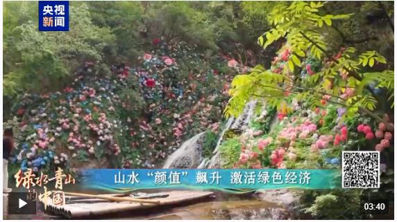 綠水青山的中國丨萬鷺舞云端！河南欒川的生態蝶變