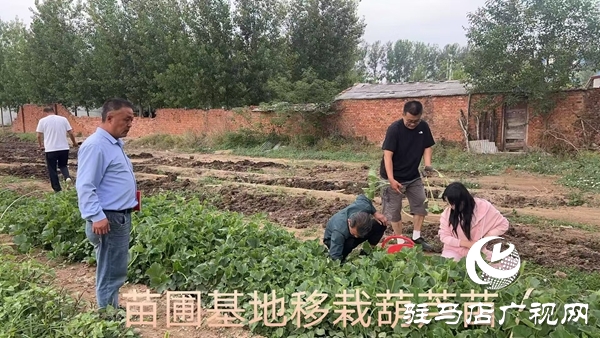 小葫蘆大產業 特色種植繪就鄉村振興新圖景