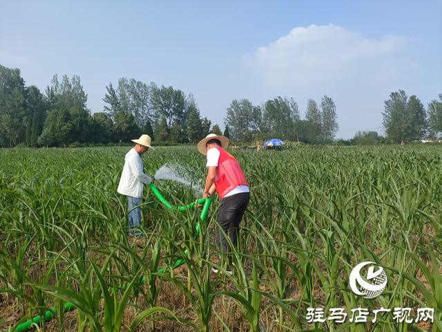 驛城區關王廟鄉：抗旱保秋 全力守護“糧袋子”