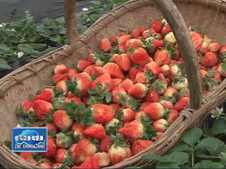 盤古鄉草莓種植讓農民走上致富路