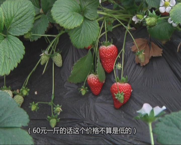 魅力鄉村《118期》