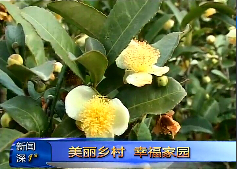新聞深1°《美麗鄉村幸福家園》